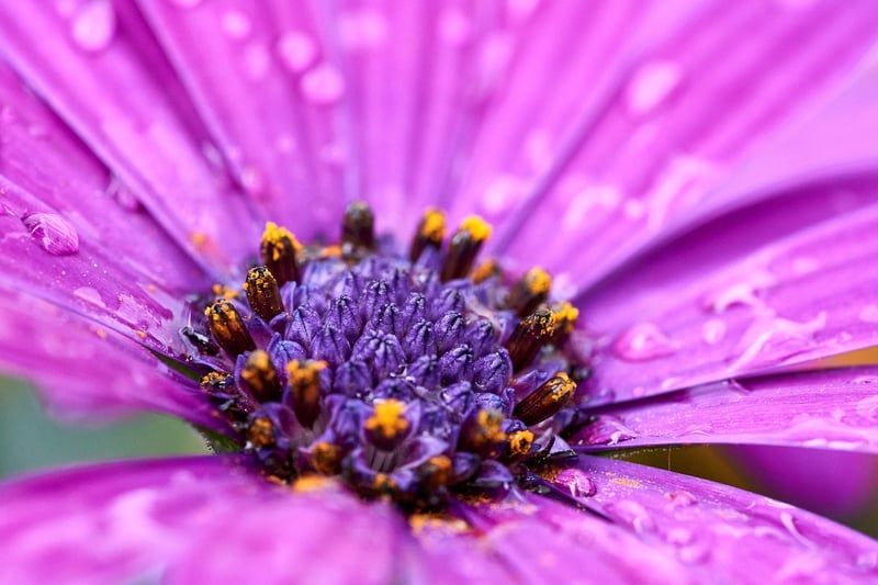 African Violet